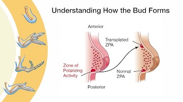 Introduction to Limb Development