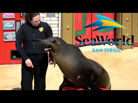 Video: Pet Scoop: Twin Sea Lions Narodil se v SeaWorld, New Kitten Cam Rivals Populární Puppy Cam