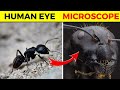 15 things you can see only under microscope  fact minded