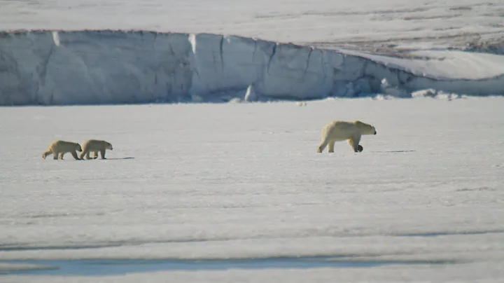 Celebrating International Polar Bear Day with Wes ...