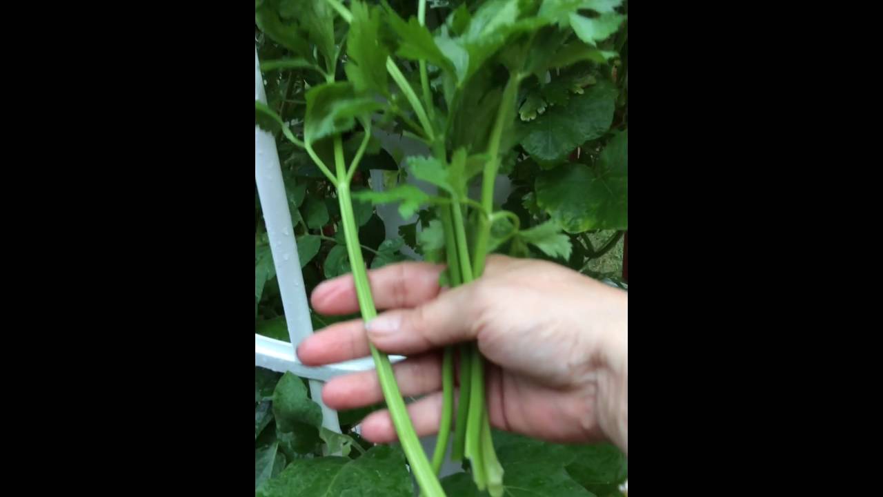 My tower garden by Juice plus - YouTube
