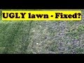 DIY Lawn Repair EASY!  |  How to Fix A Weedy Lawn (LAWN CARE)