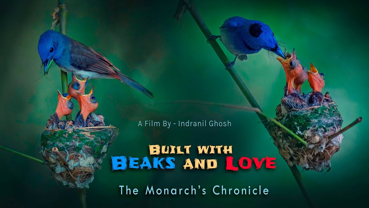 Built with Beaks and Love – The Monarch’s Chronicle