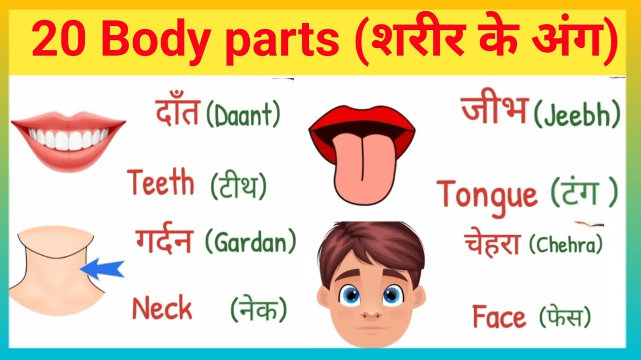 20 Body Parts Name Hindi And English With Pdf Sarir Ke Ango Ke Naam 20-body-parts-name-hindi-and-english-with-pdf-sarir-ke-ango-ke-naam