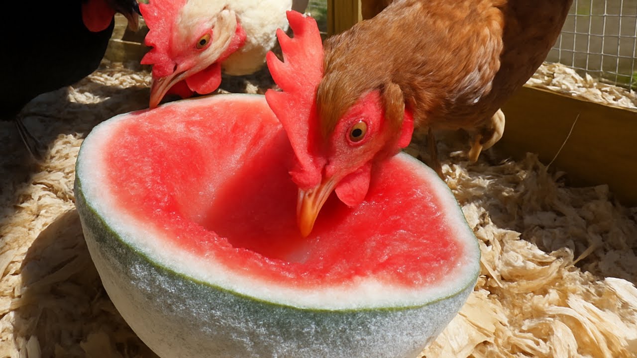 Keep Chickens Cool in the Heat, 5 SIMPLE Ways