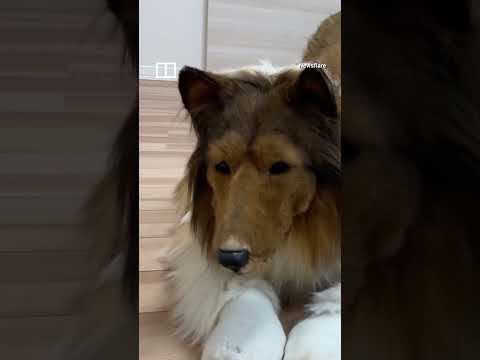 Japanese man spends US$14,000 to turn himself into a dog #shorts