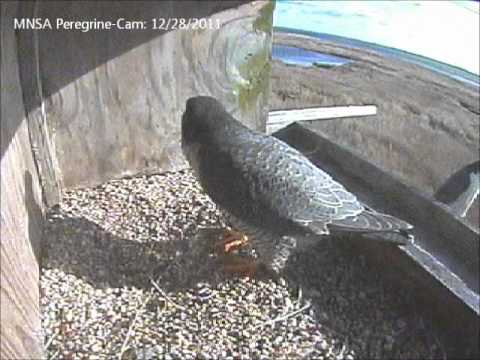 area of a trapezoid MNSA Peregrine-Cam: Activity for 12/28/11