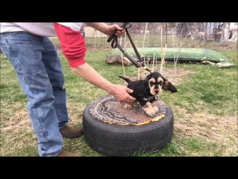 Training A Dog To Sit Without Treats Training A Dog To Sit Without Treats