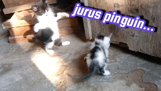 KUCING KUCING LUCU BERMAIN|FUNNY CAT