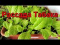 Обзор  Рассады Табака.