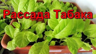 Обзор  Рассады Табака.