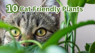 The Best Cat Friendly Plants for Your Home