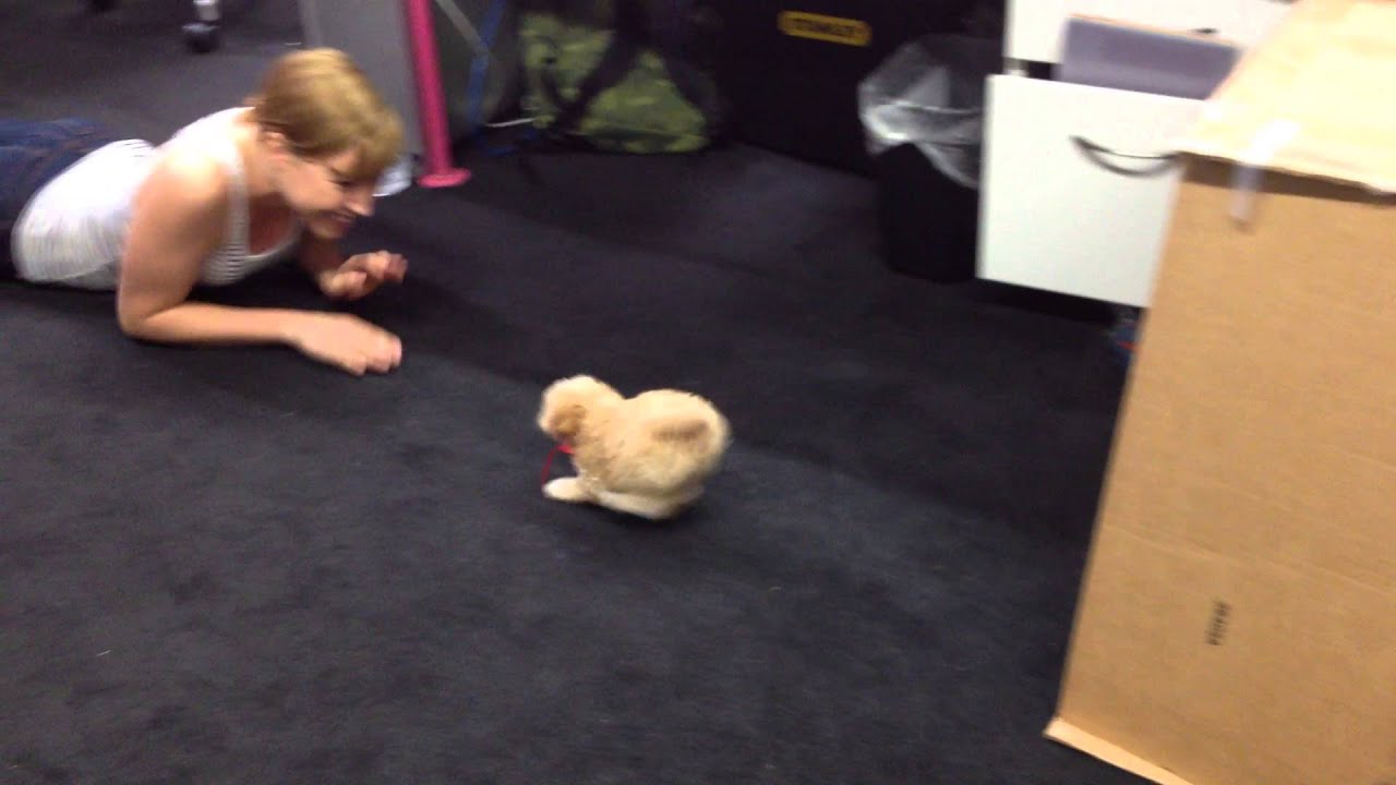 The Incredible Dog Shrinking Machine (tm) YouTube