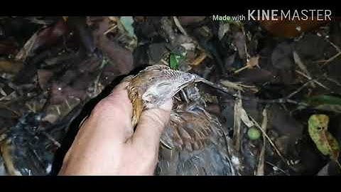 Mus​ tua​ noog​ tua​ tau​ 1​ tug poj​ qaib​ qus​ 2020