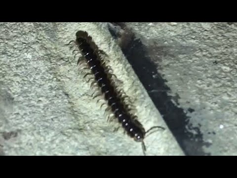 live free armory getting rid of millipedes with honda power steering fluid