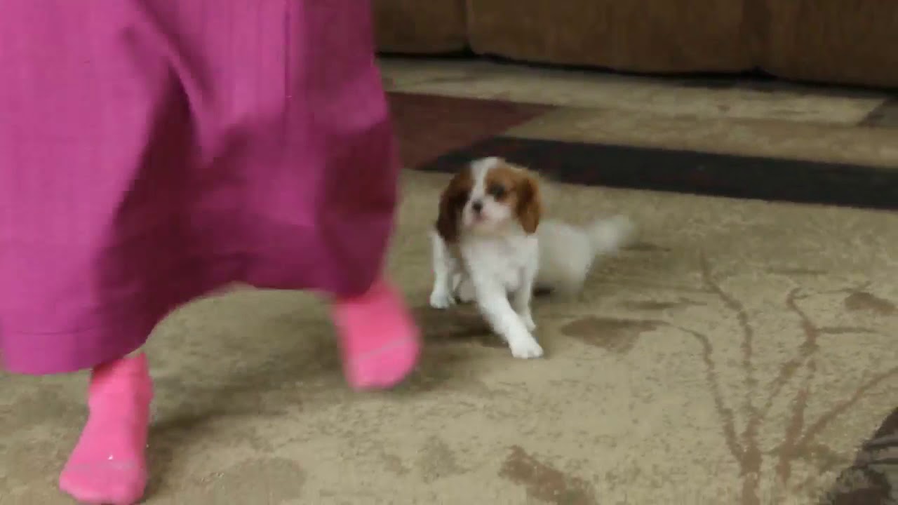 Cavalier King Charles Spaniel Puppy For Sale - YouTube