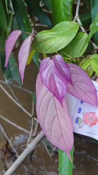 https://vt.tiktok.com/ZSDwRFof2/