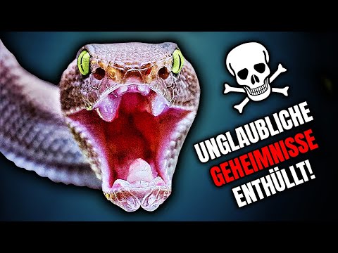 Why snake venom will change EVERYTHING! Amazing discoveries!