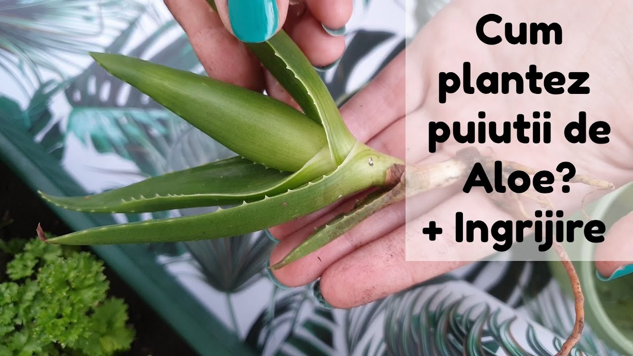 Sfaturi ingrijire Aloe + Cum se planteaza puiutii de Aloe? - YouTube