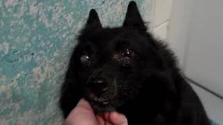 Cotton Schipperkes & Hound: BANDITS 7TH BDAY by Cotton Schipperkes 92 views 5 years ago 9 minutes, 9 seconds