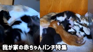 A brave kitten steals breast milk even after being hit repeatedly with cat punches by あいねこ.Aineko 430 views 3 weeks ago 4 minutes, 27 seconds