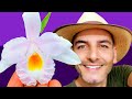 COMO SEMBRAR ORQUIDEAS | como trasplantar orquideas | el mejor sustrato para orquideas | orquideas