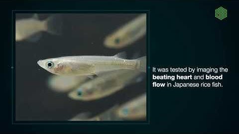 A revolutionary 3D-microscope – EMBL Micronews