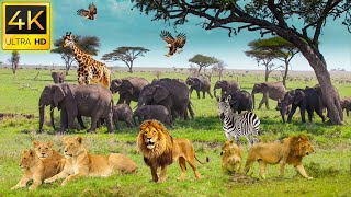 4K Wild Wildlife : Ngorongoro National Park, Tanzania - Scenic Wildlife Film With Calming Music3
