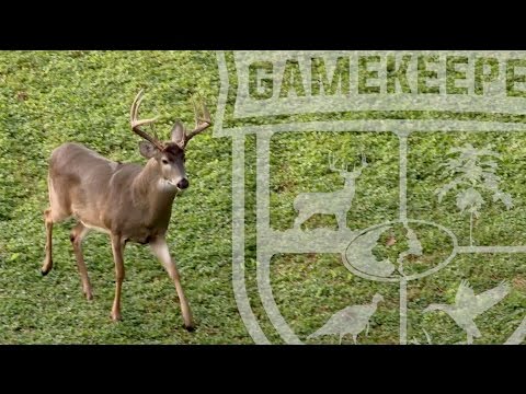 Wie man einen Whitetail Deer Live-im Bereich altern