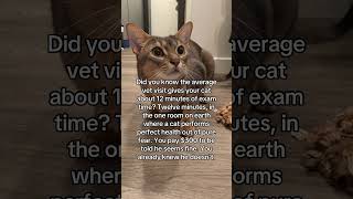 Kind of crazy ngl #catsofyoutube #abyssinian #cutecats #cattok #cats