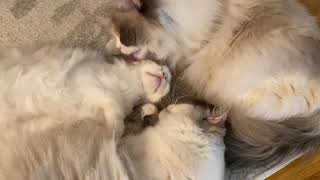 How much kitty love can one take?? 😍 by Fjärilflickans 772 views 4 years ago 2 minutes, 5 seconds