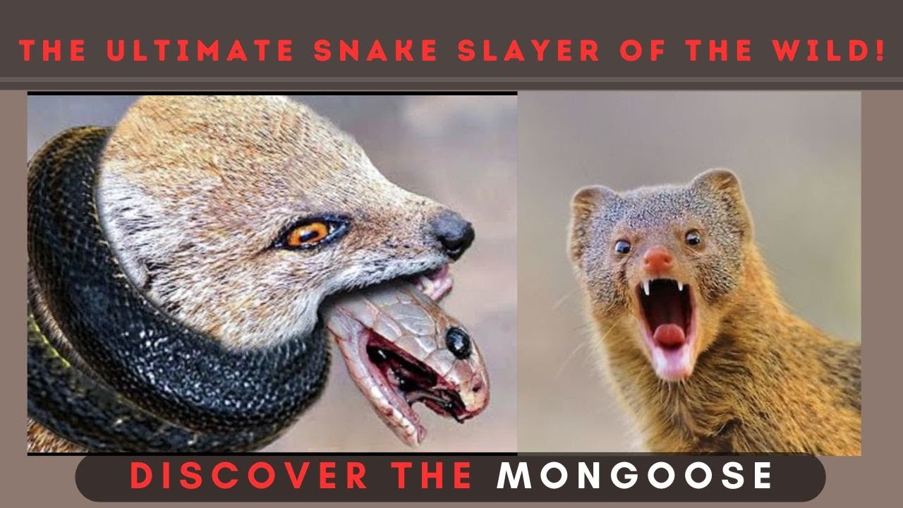 The Fearless Mongoose: A Bold Predator of the Wild in 4k Ultra HD |Nature's Sweet Tales.