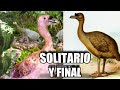 🕊 Solitario de Rodrigues, el "primo" del Dodo (también extinto 😪)