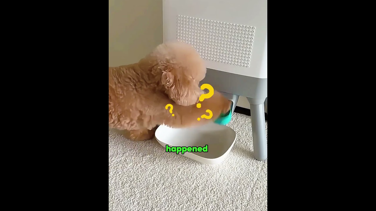 Refills His Own Snack Machine, This Smart Puppy