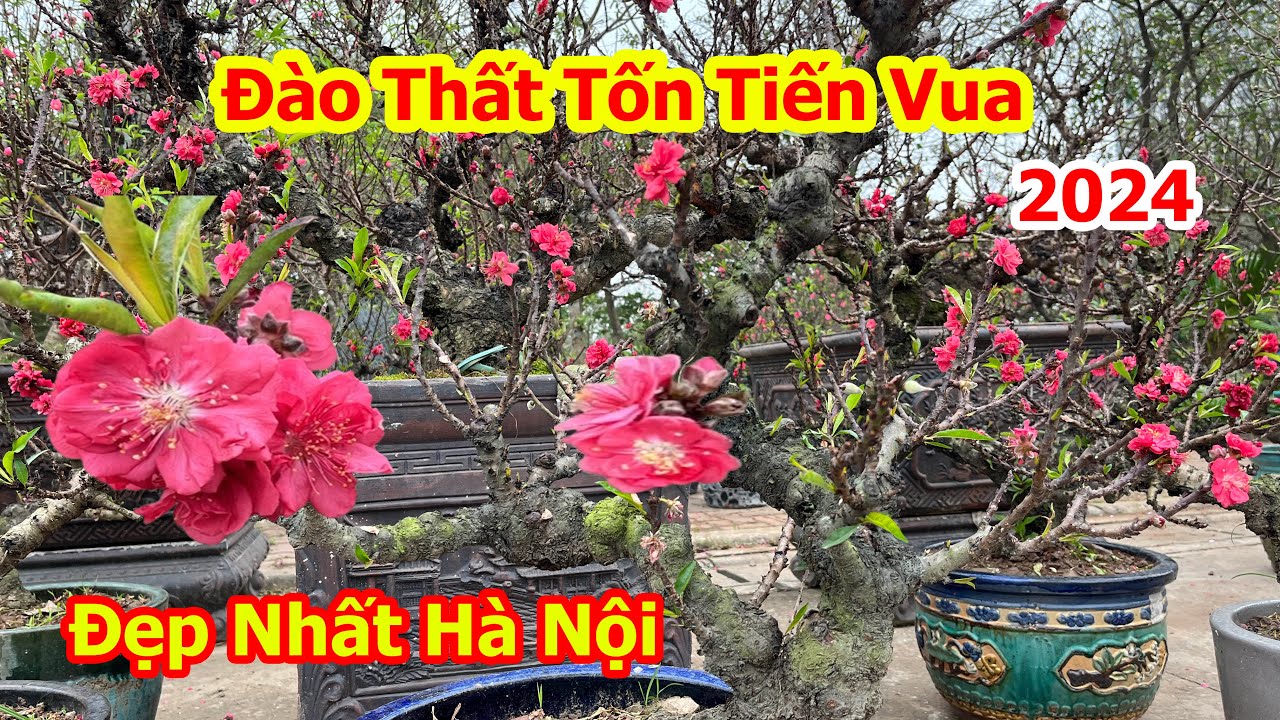 Đào Thất Thốn Tiến Vua Tết 2024 Đẹp Nhất Phố Hà Nội