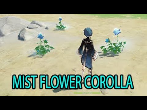 Video: Di mana hendak mencari mistflower?