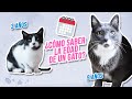 ¿Cómo saber la edad de un gato? 🐱📅| Guía completa para gatos rescatados de la calle
