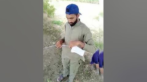 Measurements of growth and yield parameters of maize crop