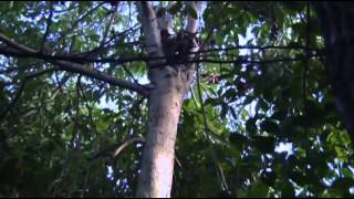 Celebrity Florida 'python challenge' draws hundreds Wealth