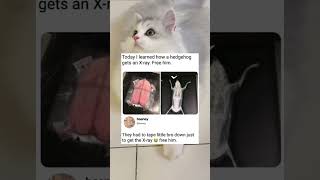 Hedgehog taped down for x-ray 🥺 #funny #animals #meme