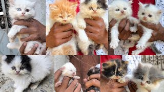 Cheapest Persian Cats Available | Biggest Cat Farming in India | Cash on delivery
