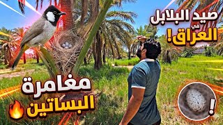 رحله بحث عن اعشاش بلابل و نتيجة صادمة 😱
