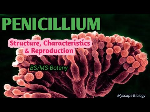 Penicillium | Structure, Characteristics & Reproduction | BS/MS-Botany | Urdu & Hindi
