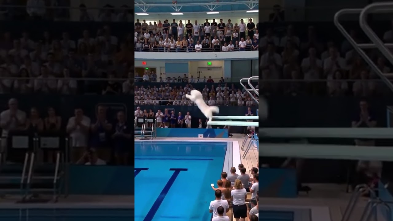 Cats' Olympic Diving Competition from the Trampoline 