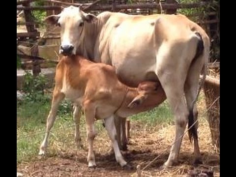 world's-most-amazing-videos---funny-video-with-baby-cow-eat-mothers-milk