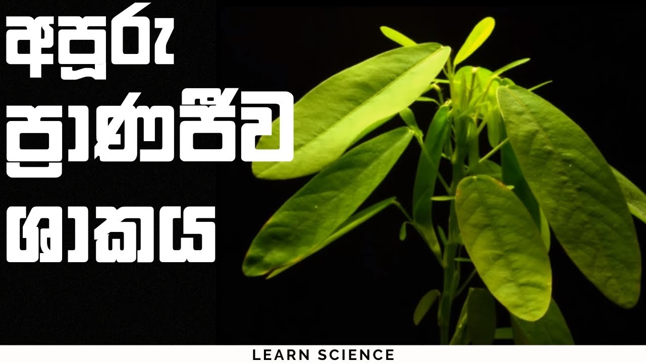 අපූරු ප්‍රාණජීව ශාකය | Sinhala |Learn Science - YouTube