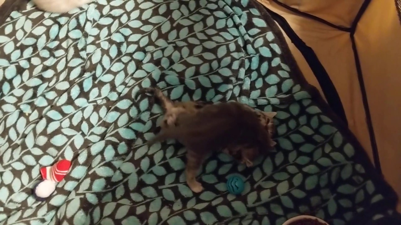 4 week old kittens playing! YouTube