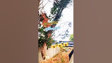 Slow motion Falling tree! #wood #treeremoval #woodworking #treecutting #fall #shortsfeed #shorts