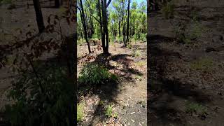 Collecting trail camera - power knocks