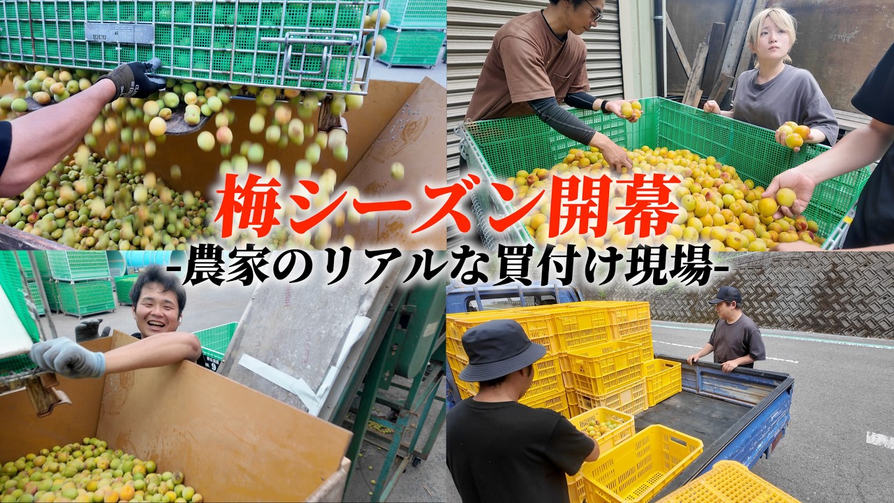 Plum Season Kickoff] A Close Look at Real-Life Buying at the Farm 